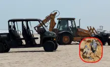 Maquinaria pesada destruye zona de anidación de tortugas lora en Playa Miramar