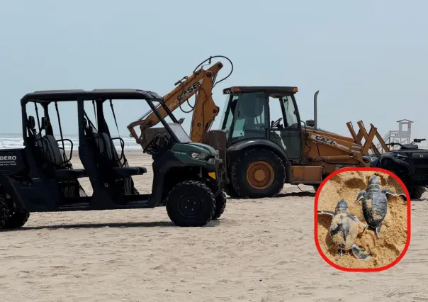 Maquinaria pesada destruye zona de anidación de tortugas lora en Playa Miramar