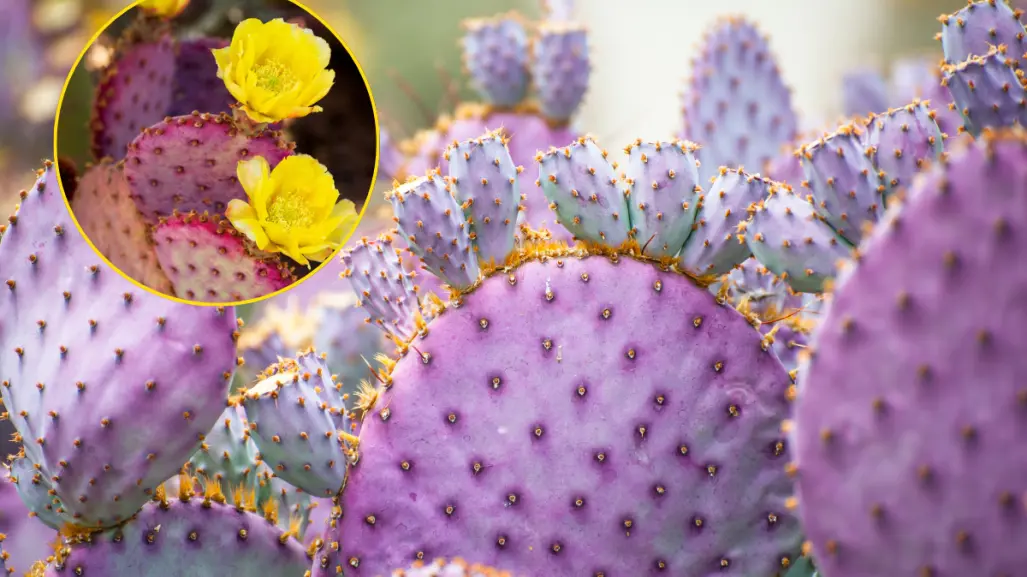 Árboles nativos en Coahuila: el nopal morado de la Zona del Silencio