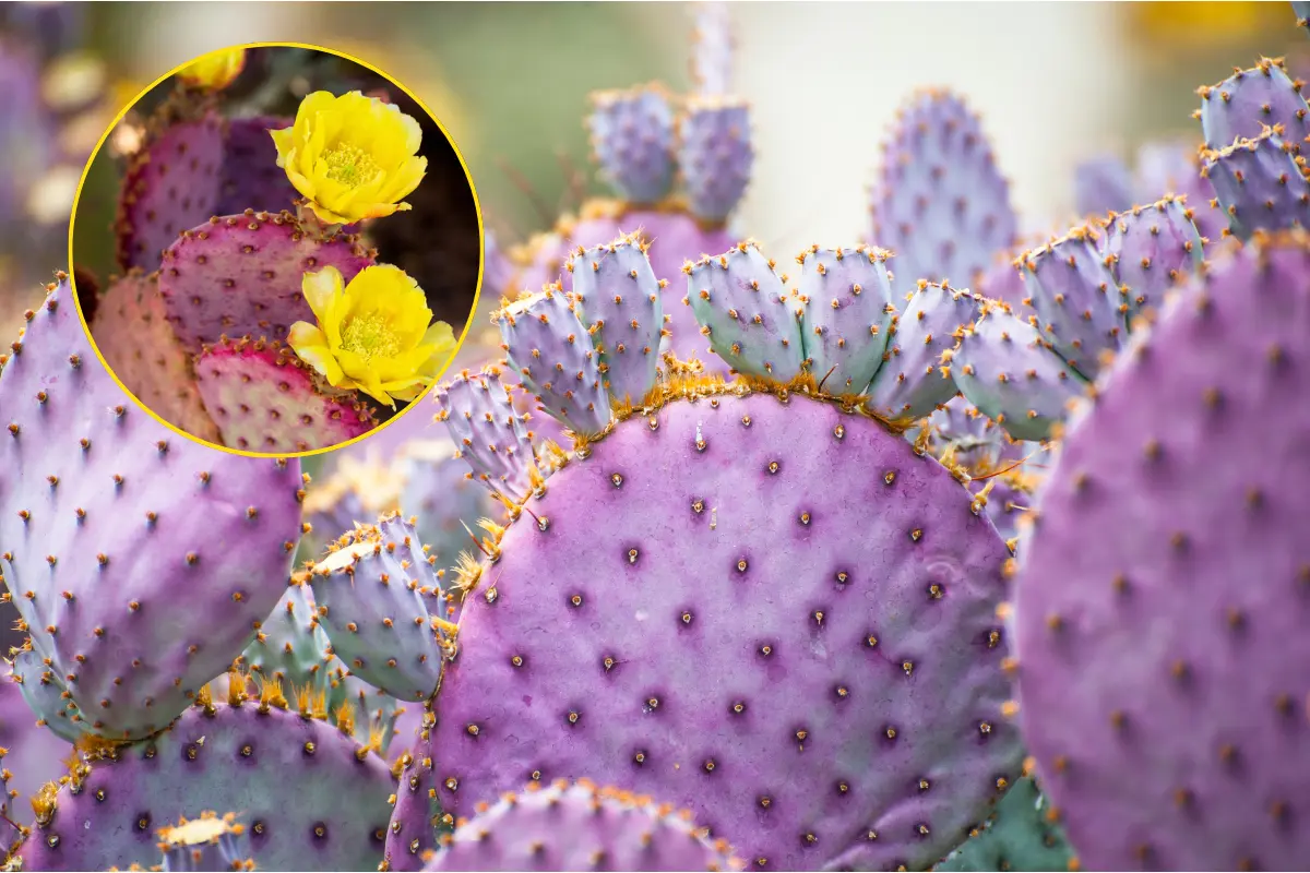 El nopal morado se encuentra exclusivamente en la Zona del Silencio, una región árida compartida por Coahuila, Durango y Chihuahua, dentro de la Reserva de la Biosfera Bolsón de Mapimí./Foto: Canva/ Bioguia