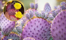 Árboles nativos en Coahuila: el nopal morado de la Zona del Silencio