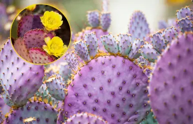 Árboles nativos en Coahuila: el nopal morado de la Zona del Silencio
