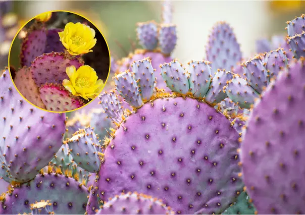 Árboles nativos en Coahuila: el nopal morado de la Zona del Silencio