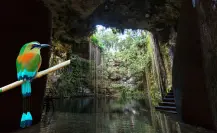 El pájaro Toh: guardián misterioso de los cenotes mayas