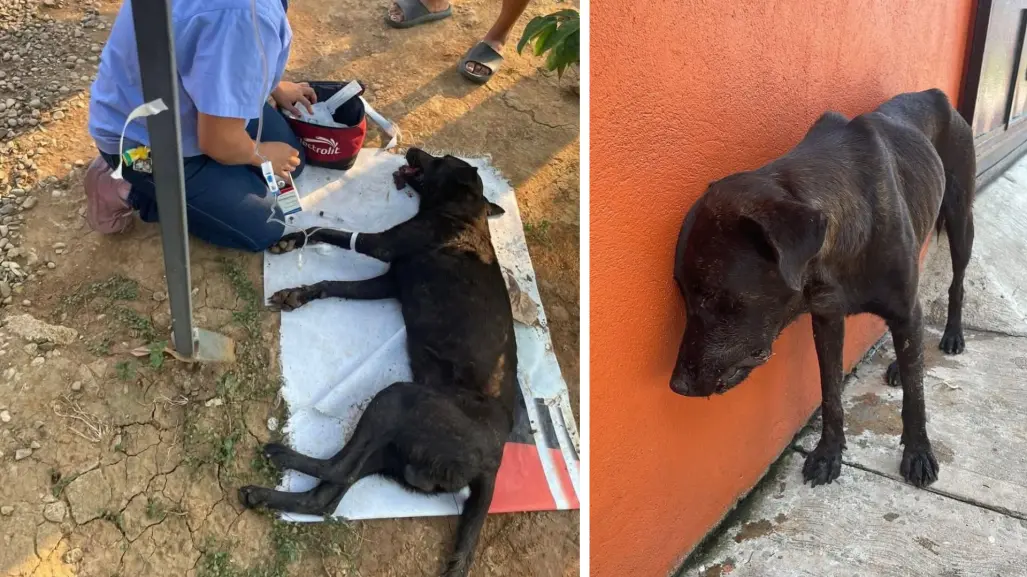 Perrito muere tras ser envenenado con ácido muriático en Tabasco