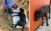 Perrito muere tras ser envenenado con ácido muriático en Tabasco