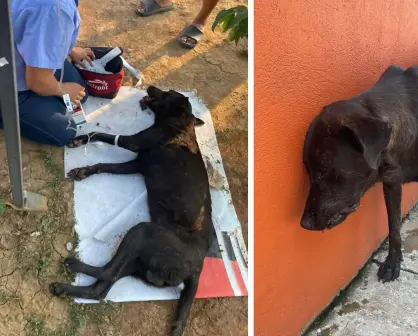 Perrito muere tras ser envenenado con ácido muriático en Tabasco