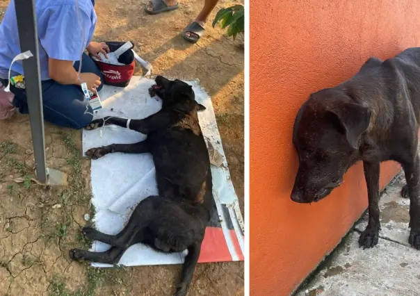 Perrito muere tras ser envenenado con ácido muriático en Tabasco