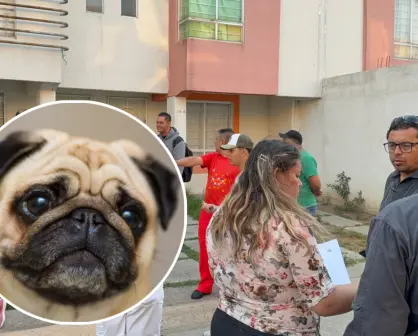 Investigan caso de perrita Pug muerta en Chalco: ¿Dónde están los responsables?