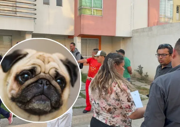 Investigan caso de perrita Pug muerta en Chalco: ¿Dónde están los responsables?