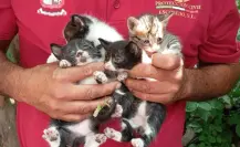 Protección Civil de Escobedo rescata a gatitos que cayeron a socavón