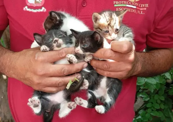 Protección Civil de Escobedo rescata a gatitos que cayeron a socavón