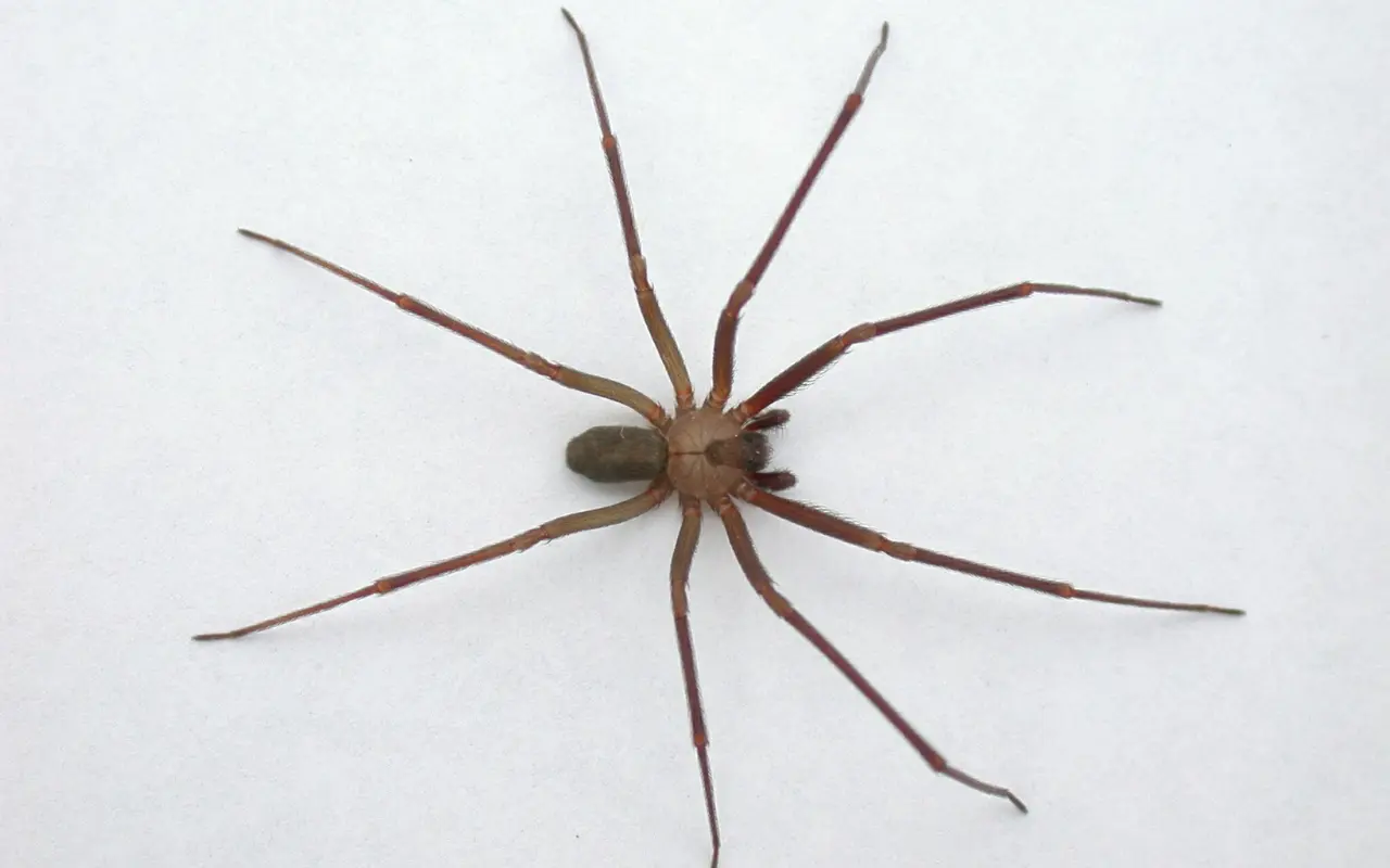 Araña violinista. Foto: Gobierno de México