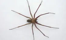 Puebla reporta 8 casos de mordeduras de araña violinista