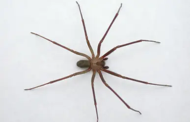 Puebla reporta 8 casos de mordeduras de araña violinista