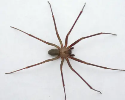 Puebla reporta 8 casos de mordeduras de araña violinista