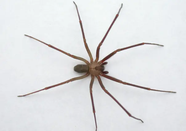 Puebla reporta 8 casos de mordeduras de araña violinista