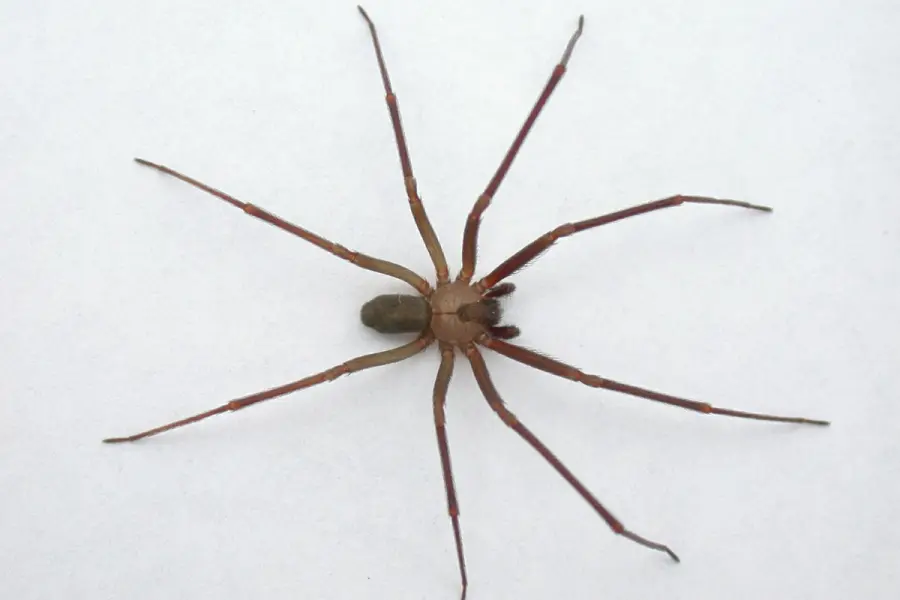 Puebla reporta 8 casos de mordeduras de araña violinista