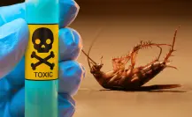 ¿Qué hacer en caso de ingerir veneno para cucaracha?