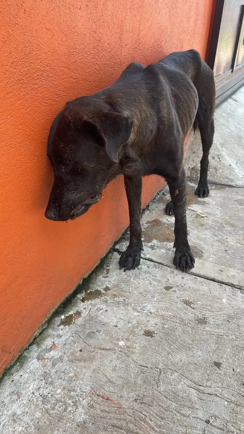 Foto: Armando de la Rosa