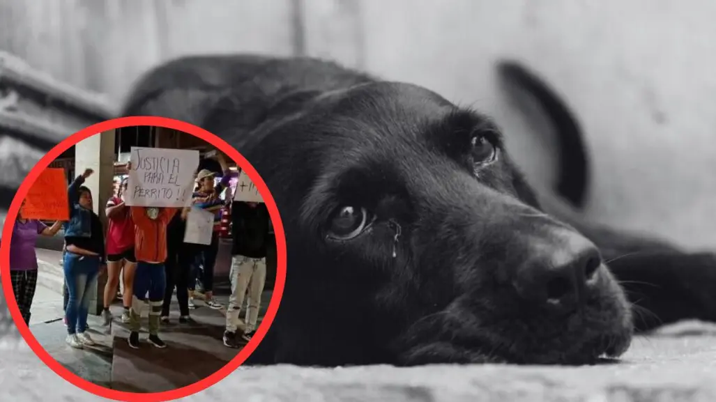Convocan marcha pacífica en Lerma para exigir justicia por perrito asesinado