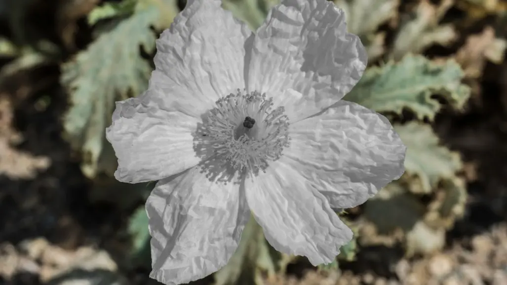 Esta es la planta nativa de Nuevo León que ayuda a tratar el reumatismo
