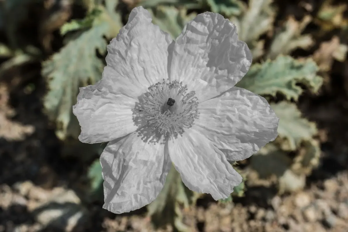 Conoce los beneficios del Chicalote en el tratamiento del reumatismo Foto: Canva