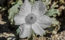 Esta es la planta nativa de Nuevo León que ayuda a tratar el reumatismo