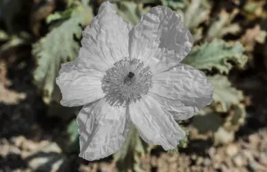 Esta es la planta nativa de Nuevo León que ayuda a tratar el reumatismo