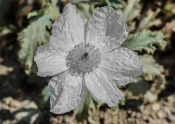 Esta es la planta nativa de Nuevo León que ayuda a tratar el reumatismo