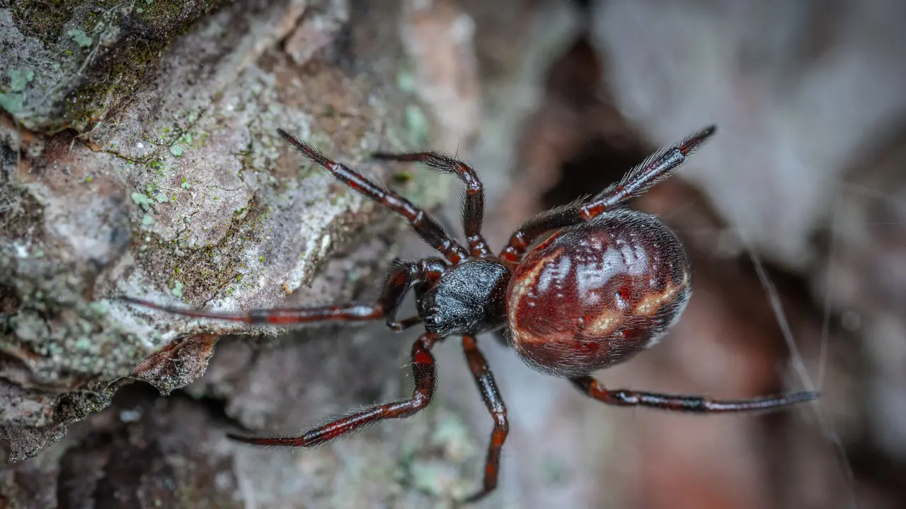 Las mordeduras de algunas arañas representan un peligro mortal. Foto: Canva.