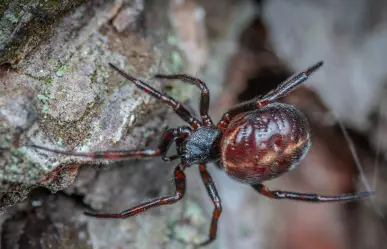 ¿Cuántas personas han sufrido mordeduras de araña en Durango en el 2025? Esto informa la SSD
