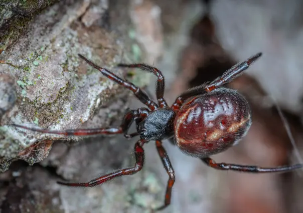 ¿Cuántas personas han sufrido mordeduras de araña en Durango en el 2025? Esto informa la SSD