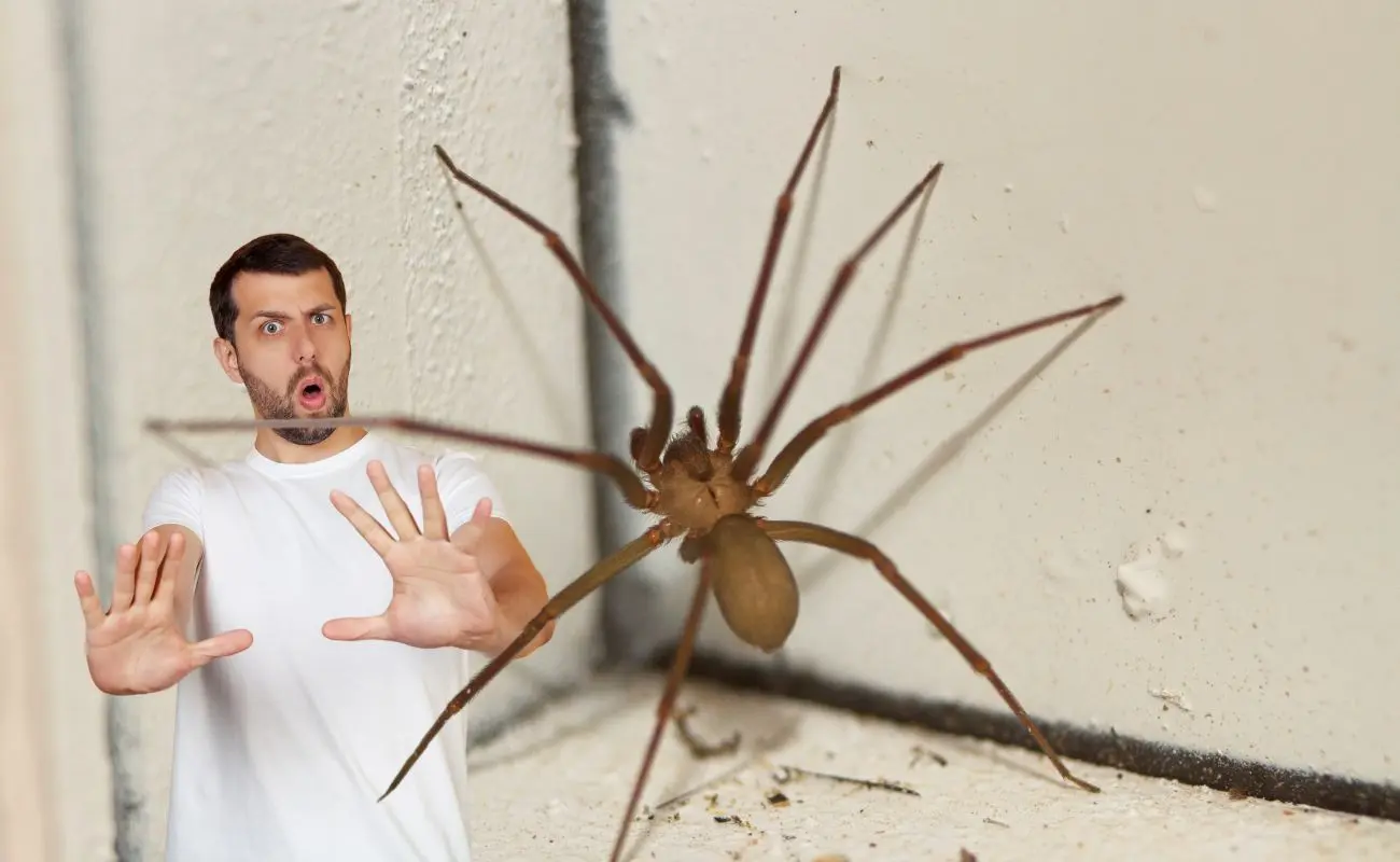 ¿Dónde se esconde la araña violinista y por qué es peligrosa? Foto: Canva