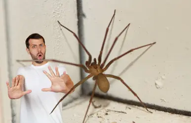 Araña violinista en Yucatán: así puedes identificar a este peligroso arácnido