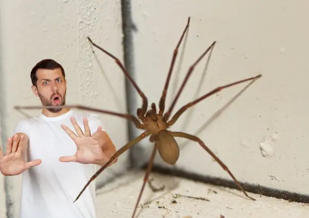 Araña violinista en Yucatán: así puedes identificar a este peligroso arácnido