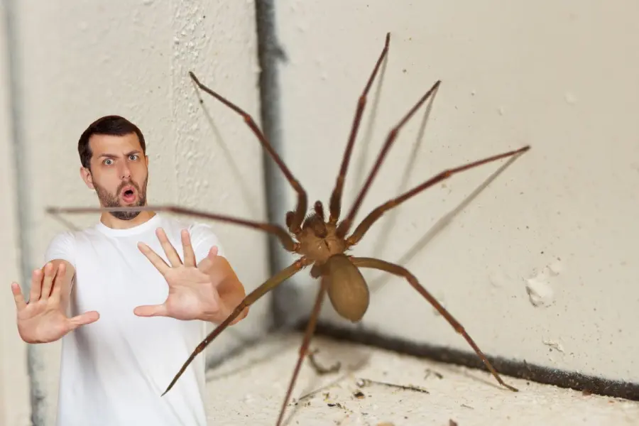 Araña violinista en Yucatán: así puedes identificar a este peligroso arácnido