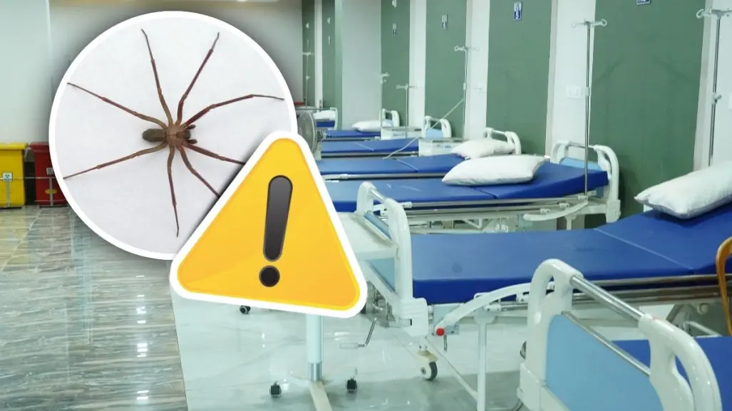 Coahuila en alerta por araña violinista, exhortan a la prevención ciudadana