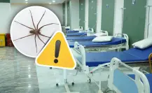 Coahuila en alerta por araña violinista, exhortan a la prevención ciudadana