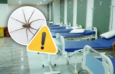 Coahuila en alerta por araña violinista, exhortan a la prevención ciudadana