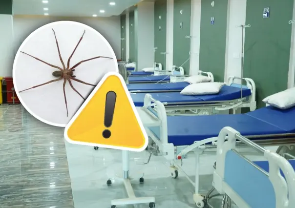 Coahuila en alerta por araña violinista, exhortan a la prevención ciudadana