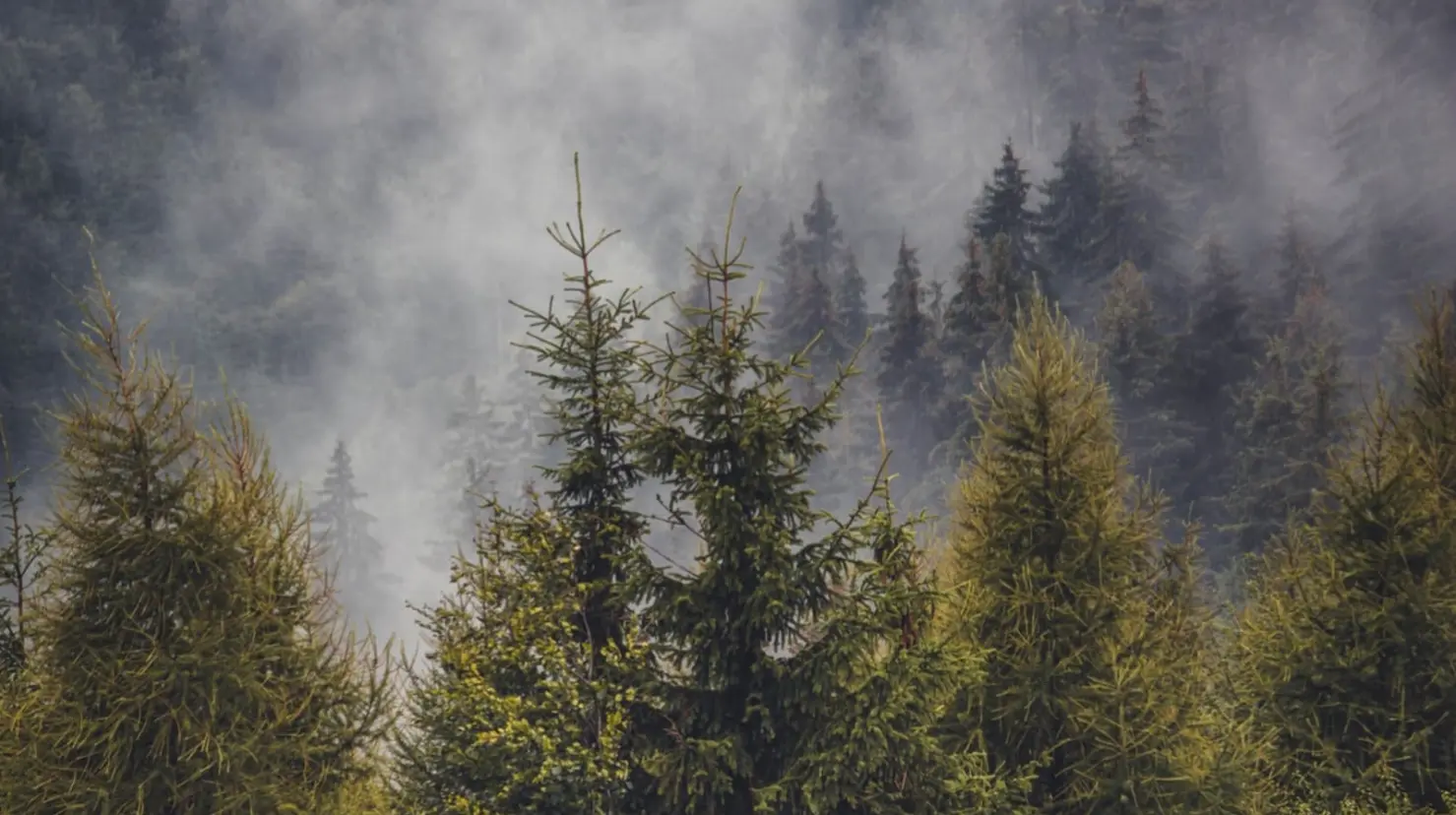 Foto: Pixabay | Esta es la manera en la que se puede obtener gratis un ejemplar de árbol del bosque de Durango.