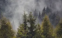 De esta forma puedes obtener una especie de árbol del bosque de Durango gratis