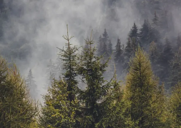 De esta forma puedes obtener una especie de árbol del bosque de Durango gratis