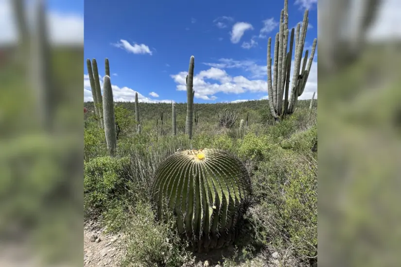 Bisnaga burra (Echinocactus platyacanthus). Foto: Wikipedia
