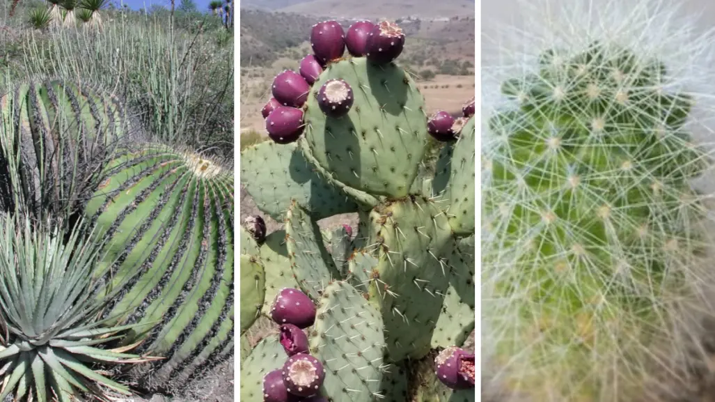 Estos son los 3 cactus más conocidos y consumidos en Tamaulipas