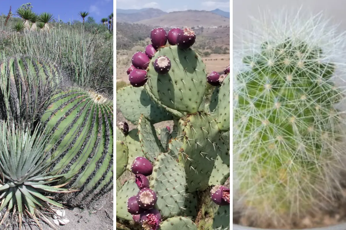 Desde el nopal hasta los raros cactus del género Mammillaria que solo crece en Tamaulipas. Foto: Carlos García