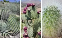Estos son los 3 cactus más conocidos y consumidos en Tamaulipas