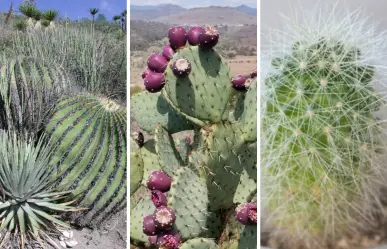 Estos son los 3 cactus más conocidos y consumidos en Tamaulipas