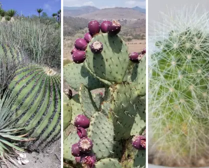 Estos son los 3 cactus más conocidos y consumidos en Tamaulipas